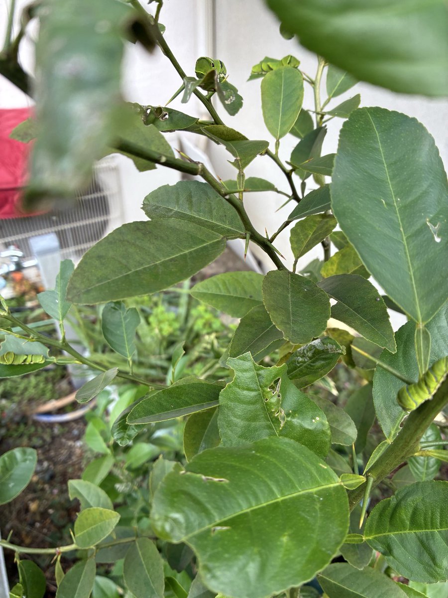 kokko20300's tweet photo. 我が家のレモン🍋のきの若葉を
アゲハチョウの幼虫🐛が食い尽くしています。
早く蝶々になって、飛んでいっておくれ🦋
一枚目の写真は、3匹。2枚目は4匹
わかりますか？ https://t.co/AFJuhVUn9f