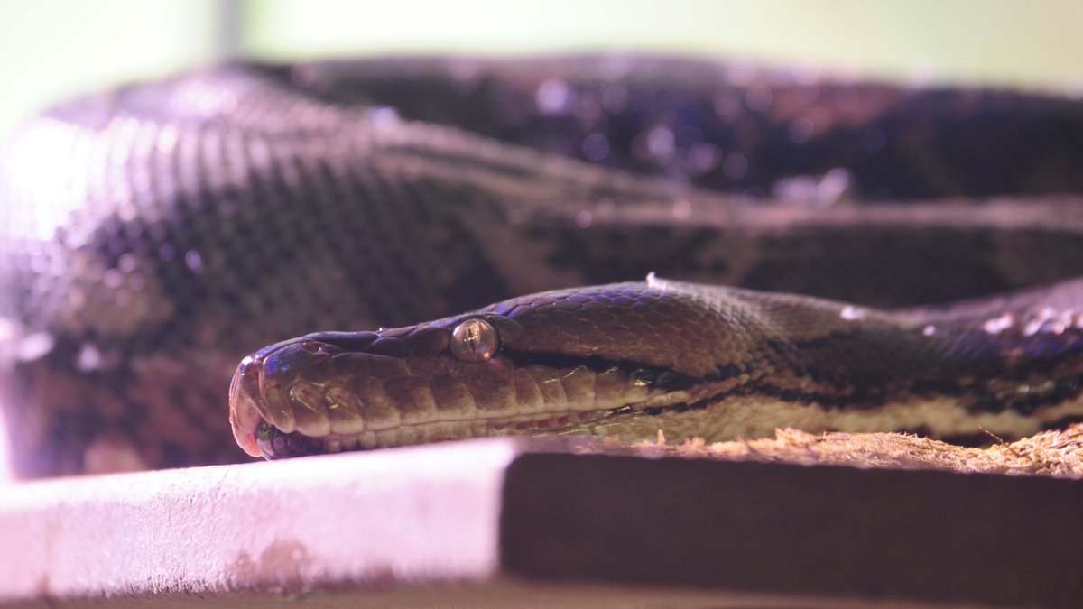 cliche_mist's tweet photo. Wally, today at @assiniboinezoo #ReticulatedPython #Snakes #NikonD700 #NikonPhotography https://t.co/slElPp6HEv