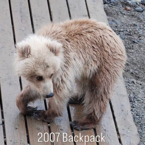 Interior's tweet photo. This is baby Backpack, in case you needed another reason to root for the Lord of Lard, Earl of Girth and Commander in Beef. 👑 https://t.co/G0UQ9upbQK
