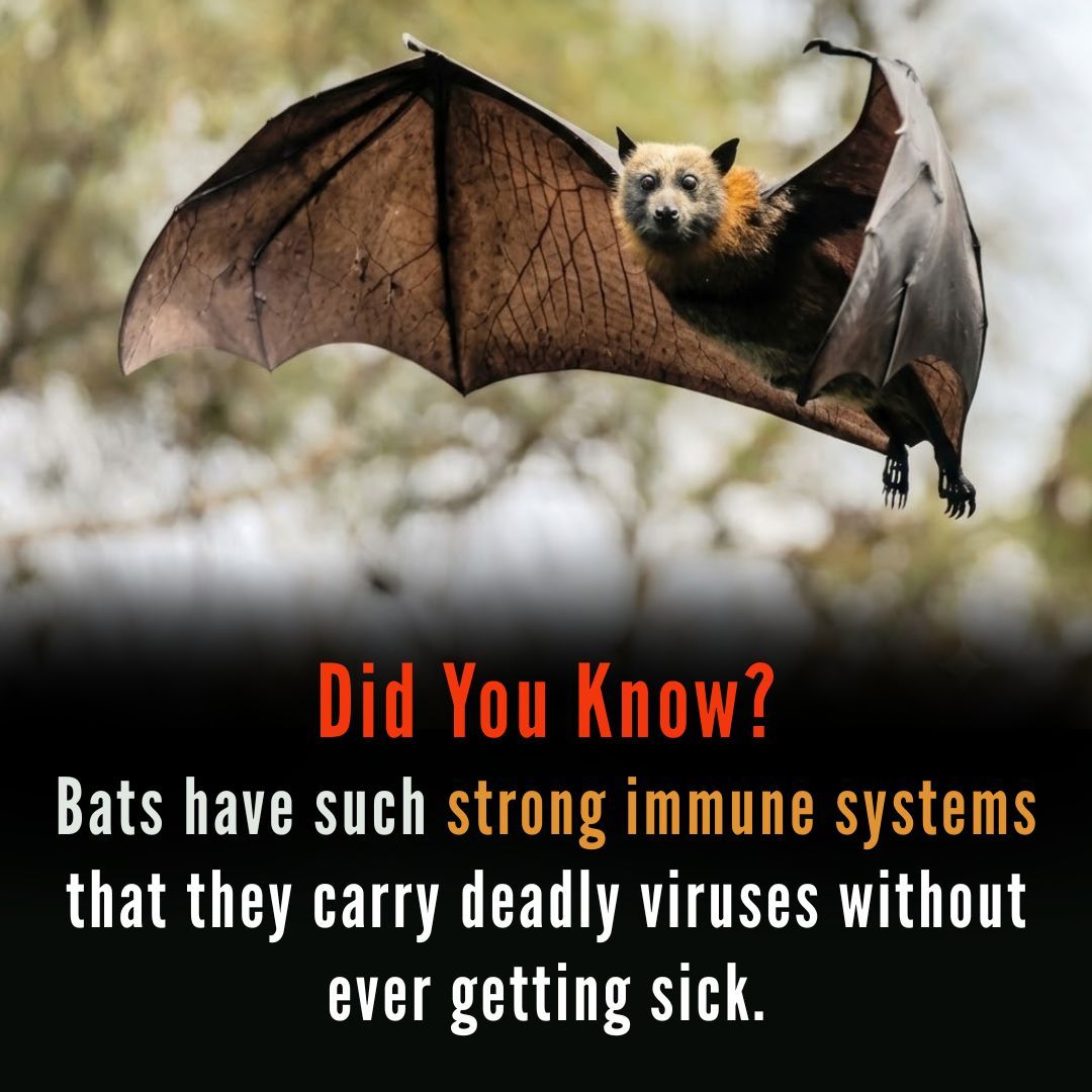 MrRookTalk's tweet photo. In a landmark genomic and fossil breakthrough published in Nature, scientists analyzed over 100 bat species and 44 ancient fossils—discovering that the very first bats took flight in Europe around 65 million years ago.
#BatEvolution #ScienceNews #DidYouKnow #Evolution #Europe https://t.co/LdIVhUIpxV