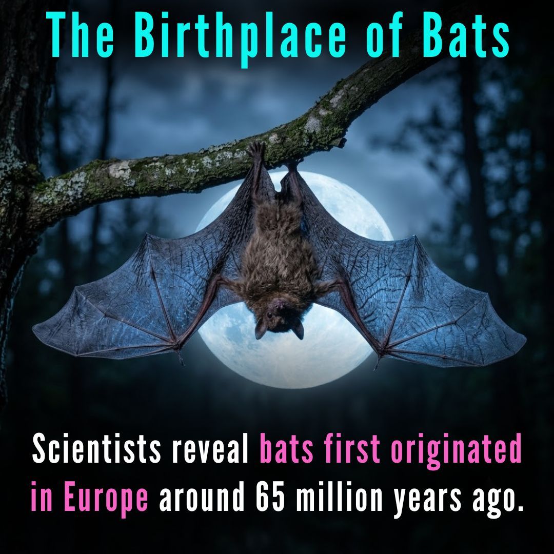 MrRookTalk's tweet photo. In a landmark genomic and fossil breakthrough published in Nature, scientists analyzed over 100 bat species and 44 ancient fossils—discovering that the very first bats took flight in Europe around 65 million years ago.
#BatEvolution #ScienceNews #DidYouKnow #Evolution #Europe https://t.co/LdIVhUIpxV