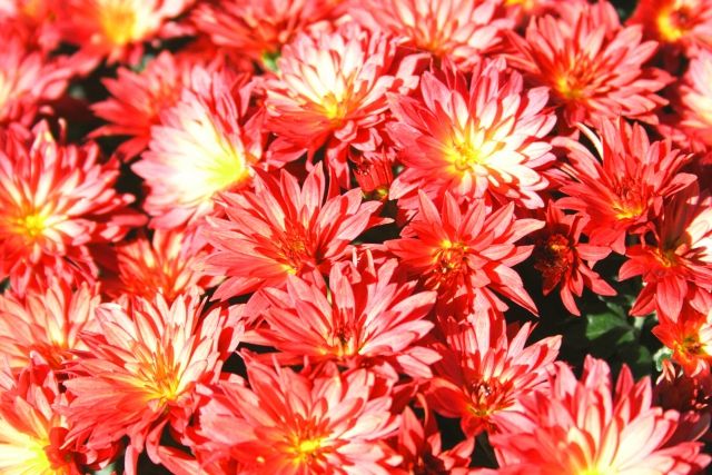 ALBION_JP's tweet photo. おはようございます。
今日の誕生花は「紅いキク」、花言葉は「あなたを愛しています」です。

鮮やかな紅色は、秋の訪れを感じさせてくれるよう😊

今日から10月が始まりましたね。
みなさんは○○の秋といえば、何を思い浮かべますか？🍁

#誕生花 #花言葉 #誕生日 https://t.co/aB9X31ydt4