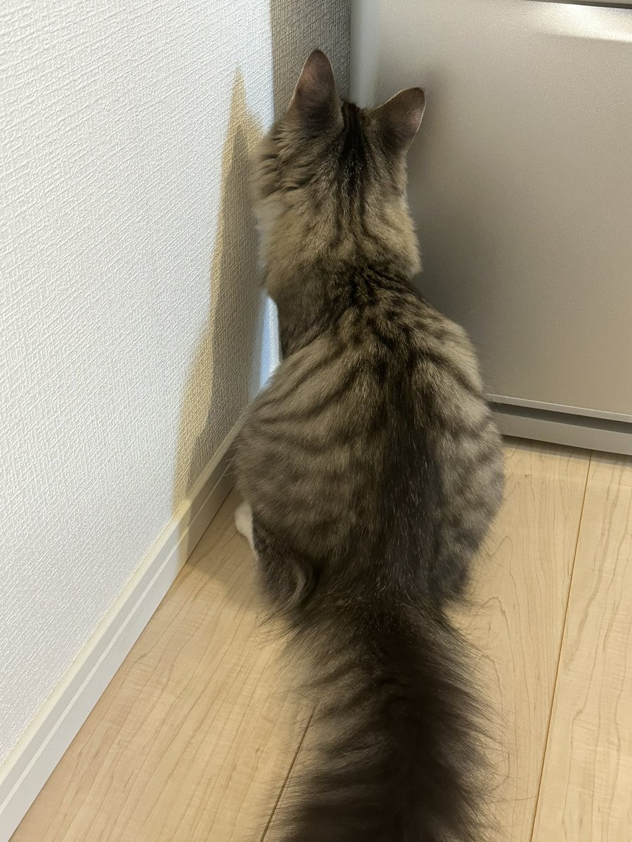 _reon_neko's tweet photo. 隙間があればとりあえず入りたくなる猫 #猫のいる暮らし https://t.co/ddLvtUosnQ