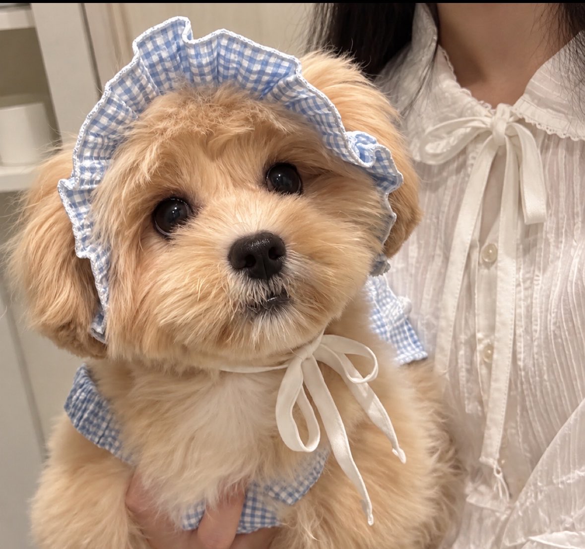 putit_lovelove_'s tweet photo. 初めてのお洋服を買ってもらった赤ちゃん、まだ状況を理解していないご様子 https://t.co/v3YIEKahHv