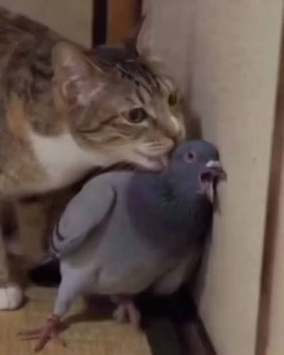 shidareito's tweet photo. 明日誕生日で気持ちはこの鳩。猫は誕生日、あるいは老い https://t.co/hEYVg9o5ap