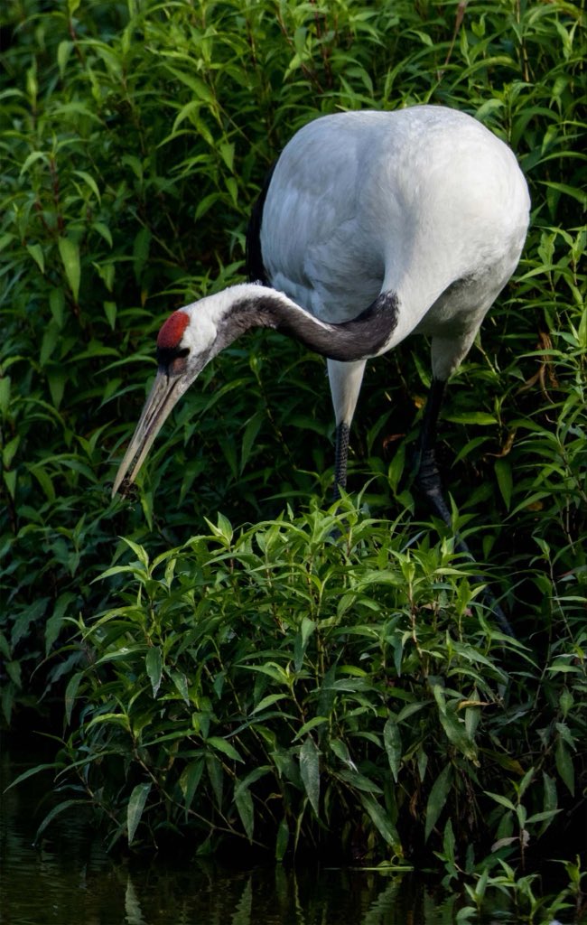 mm_bill's tweet photo. 大阪で見かけた野鳥　　タンチョウ https://t.co/6mTkDXpSzk