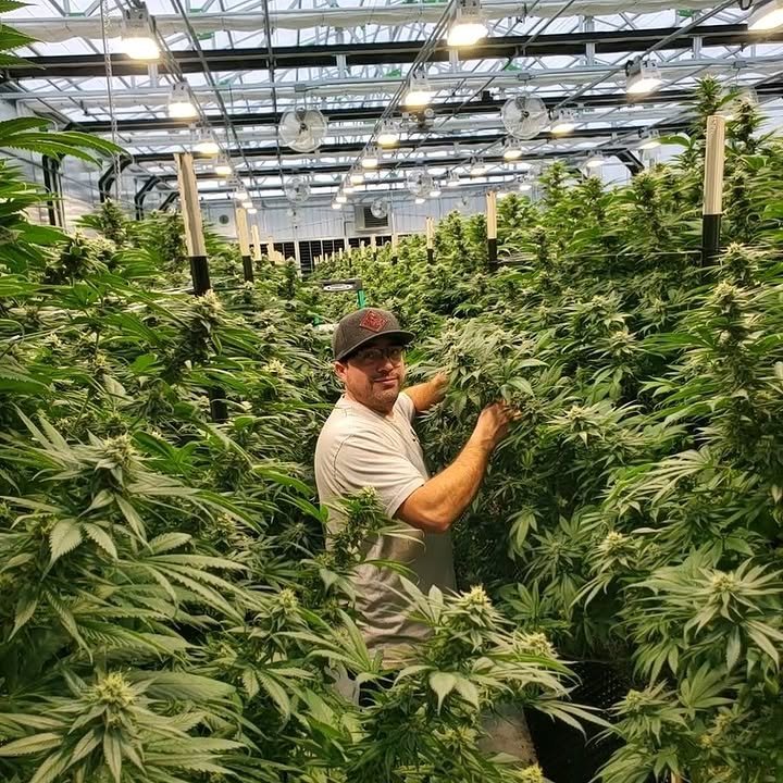 BelushiFarmOR's tweet photo. Big shout-out to our Director of cultivation Anthony https://t.co/S4fG9Su6cr