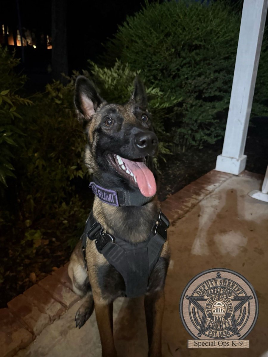 HCSOK9Division's tweet photo. K-9 Rumi hopes you’ve all had a wonderful Wednesday! Don’t let the bed bugs bite💛
#K9Rumi🐾💛
#SweetGirl
#Wednesday
#GoodnightSleepTight
#MalinoisK9
#SpecialOpsK9
#HCSOK9Division
#HCSO https://t.co/0EmvdoYFH3