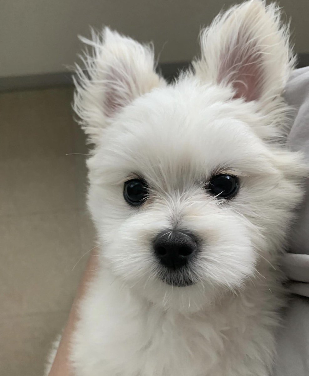 iamkimgosu's tweet photo. 강아지 입양해서 10일후 옆에는 2년후래 ㅋㅋㅋㅋㅋㅋㅋㅋㅋㅋㅋㅋㅋㅋ 완벽한 집강아지 ㅠㅠㅠㅠㅠㅠㅠㅠㅠㅠㅠ https://t.co/LfWR2SZCZd