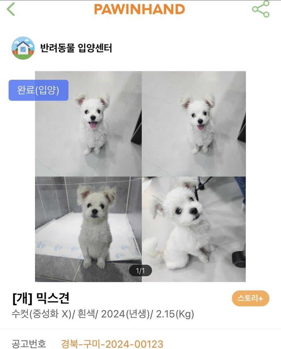 iamkimgosu's tweet photo. 강아지 입양해서 10일후 옆에는 2년후래 ㅋㅋㅋㅋㅋㅋㅋㅋㅋㅋㅋㅋㅋㅋ 완벽한 집강아지 ㅠㅠㅠㅠㅠㅠㅠㅠㅠㅠㅠ https://t.co/LfWR2SZCZd