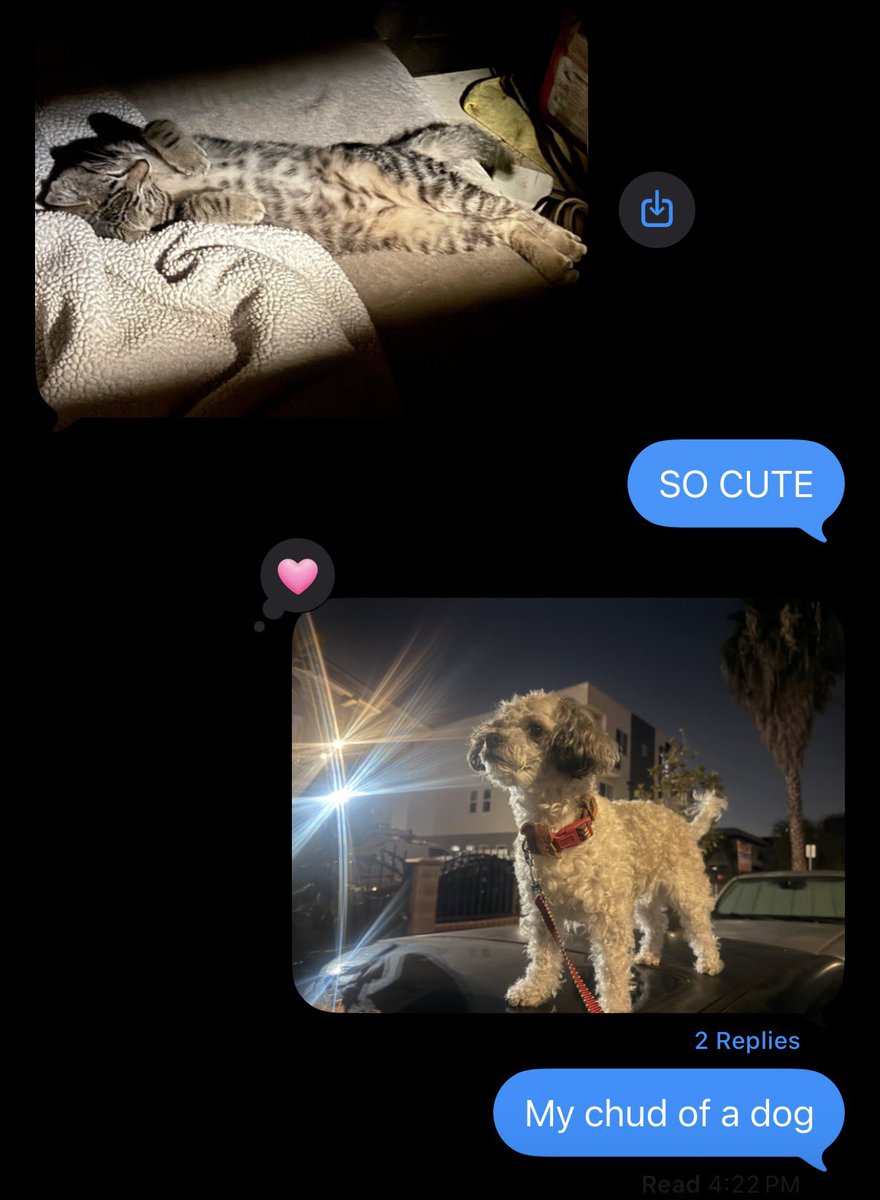 Yoliichii's tweet photo. Mario showing me his new cat and me showing my stupid dog https://t.co/s7KACkyUzL