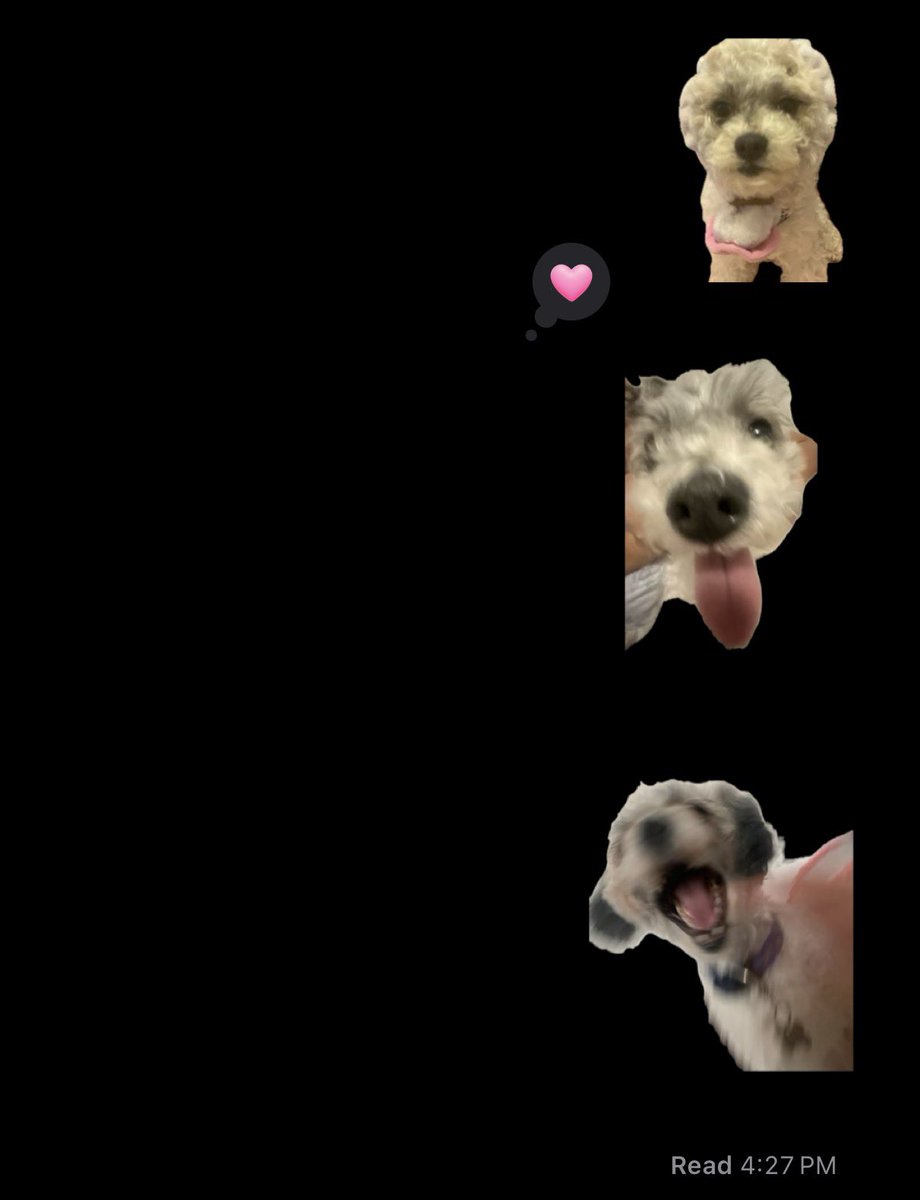 Yoliichii's tweet photo. Mario showing me his new cat and me showing my stupid dog https://t.co/s7KACkyUzL