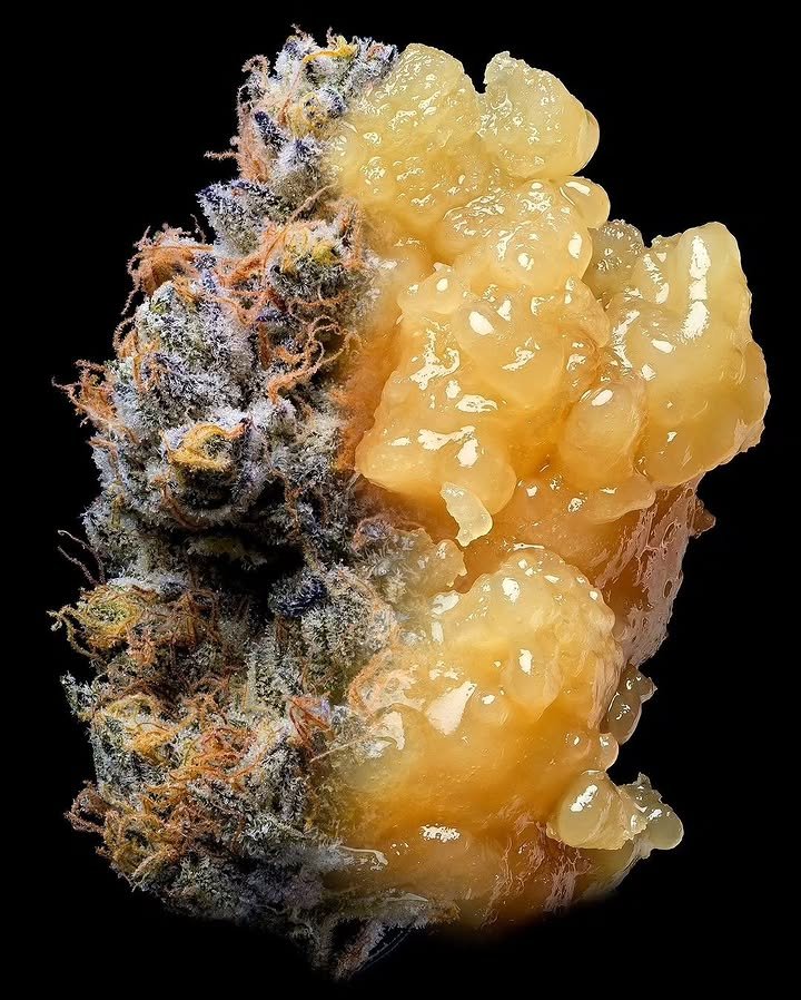 BelushiFarmOR's tweet photo. Diamonds 💨☘️ https://t.co/TMQ7UdW3vL