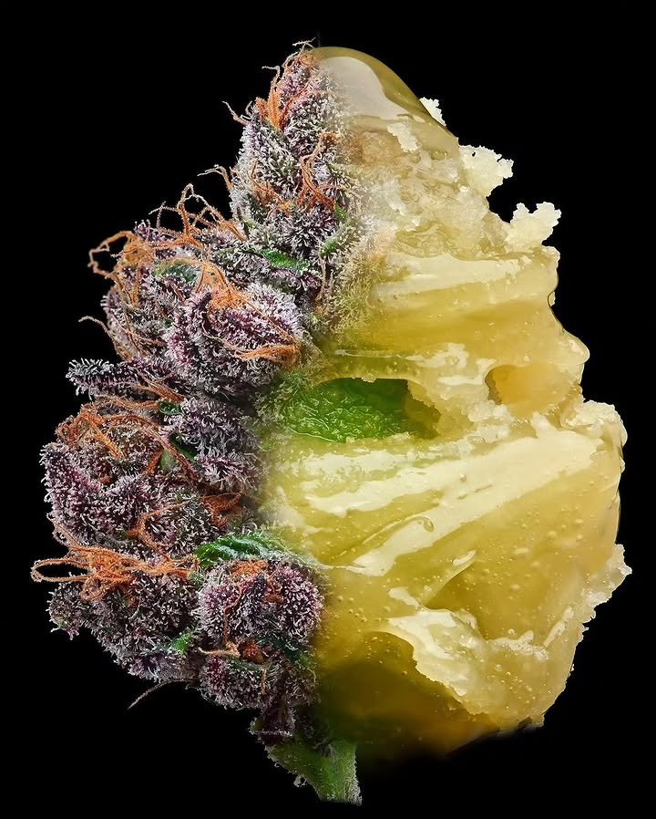 BelushiFarmOR's tweet photo. Diamonds 💨☘️ https://t.co/TMQ7UdW3vL