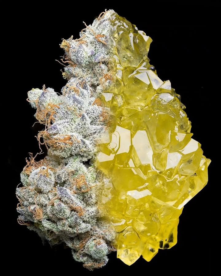 BelushiFarmOR's tweet photo. 🔥 You can only choose ONE for the rest of the year: indica, sativa, or hybrid. Which one are you picking? https://t.co/qVAYuEkCTU