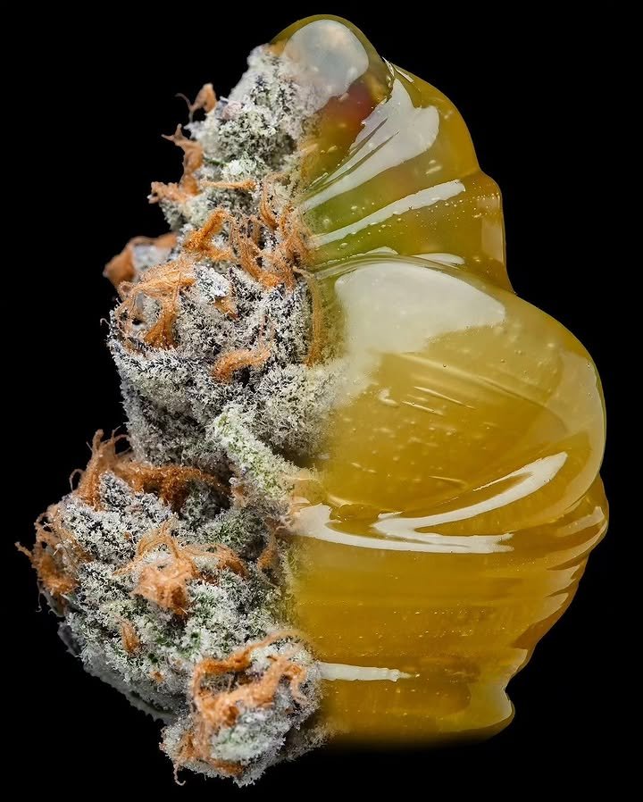 BelushiFarmOR's tweet photo. 🔥 You can only choose ONE for the rest of the year: indica, sativa, or hybrid. Which one are you picking? https://t.co/qVAYuEkCTU