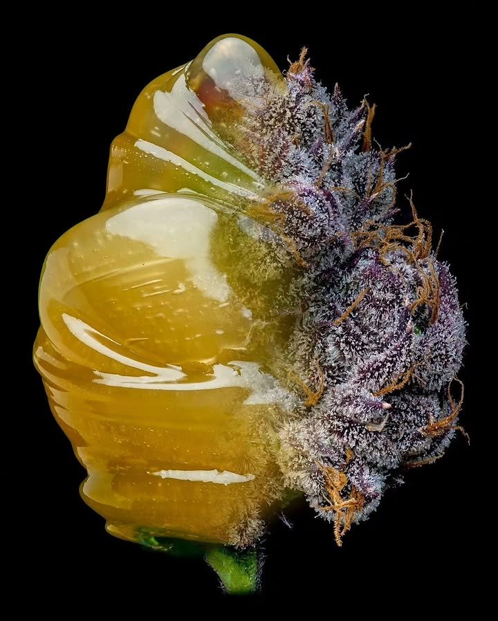 BelushiFarmOR's tweet photo. 🔥 You can only choose ONE for the rest of the year: indica, sativa, or hybrid. Which one are you picking? https://t.co/qVAYuEkCTU