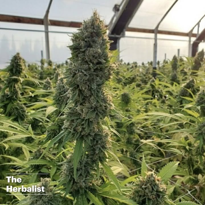 BelushiFarmOR's tweet photo. Our Rewrite ☘️💨 https://t.co/cjgtP10nhX