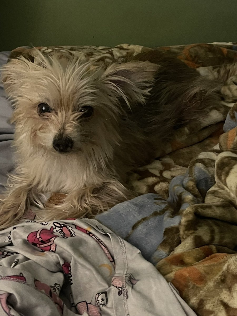 xo_ItsDaisy's tweet photo. My sweet Corkie didn’t make it today.
I don’t really have the words for how much this hurts. She wasn’t just my dog. She was my baby, my little shadow, and one of the most constant pieces of my life. She loved me through every version of myself and was there for me on days when I felt like I had no one else.
I already miss her more than I know how to explain. I keep thinking about all the little things I’m never going to get to do with her again, and I would give anything just to have a little more time.
I hope she knew how loved she was. I hope she knew that making the decision to let her go was only because I loved her too much to let her hurt anymore.
I love you so much, sweet girl. Thank you for being mine. 🤍
