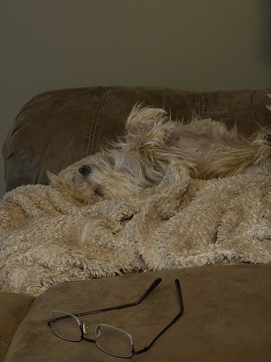 xo_ItsDaisy's tweet photo. My sweet Corkie didn’t make it today.
I don’t really have the words for how much this hurts. She wasn’t just my dog. She was my baby, my little shadow, and one of the most constant pieces of my life. She loved me through every version of myself and was there for me on days when I felt like I had no one else.
I already miss her more than I know how to explain. I keep thinking about all the little things I’m never going to get to do with her again, and I would give anything just to have a little more time.
I hope she knew how loved she was. I hope she knew that making the decision to let her go was only because I loved her too much to let her hurt anymore.
I love you so much, sweet girl. Thank you for being mine. 🤍