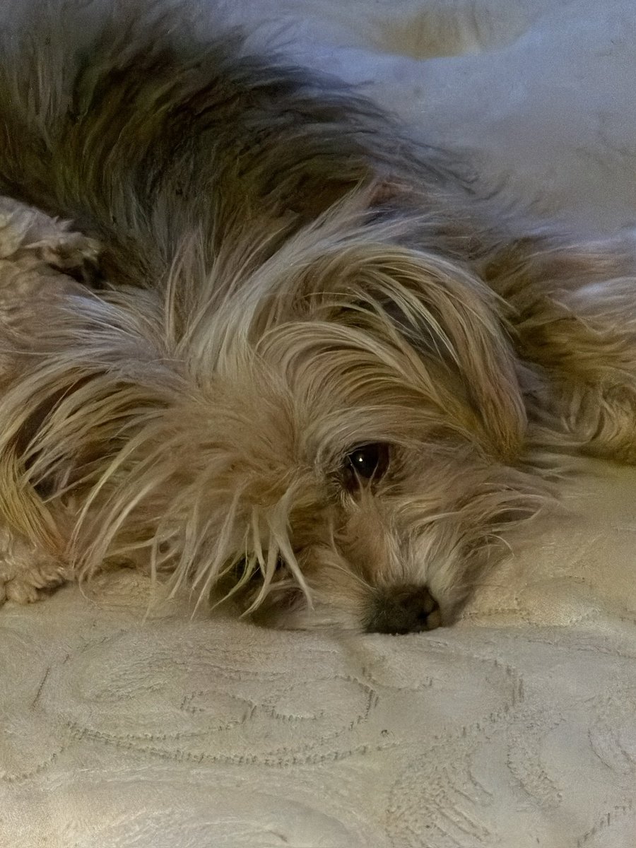 xo_ItsDaisy's tweet photo. My sweet Corkie didn’t make it today.
I don’t really have the words for how much this hurts. She wasn’t just my dog. She was my baby, my little shadow, and one of the most constant pieces of my life. She loved me through every version of myself and was there for me on days when I felt like I had no one else.
I already miss her more than I know how to explain. I keep thinking about all the little things I’m never going to get to do with her again, and I would give anything just to have a little more time.
I hope she knew how loved she was. I hope she knew that making the decision to let her go was only because I loved her too much to let her hurt anymore.
I love you so much, sweet girl. Thank you for being mine. 🤍