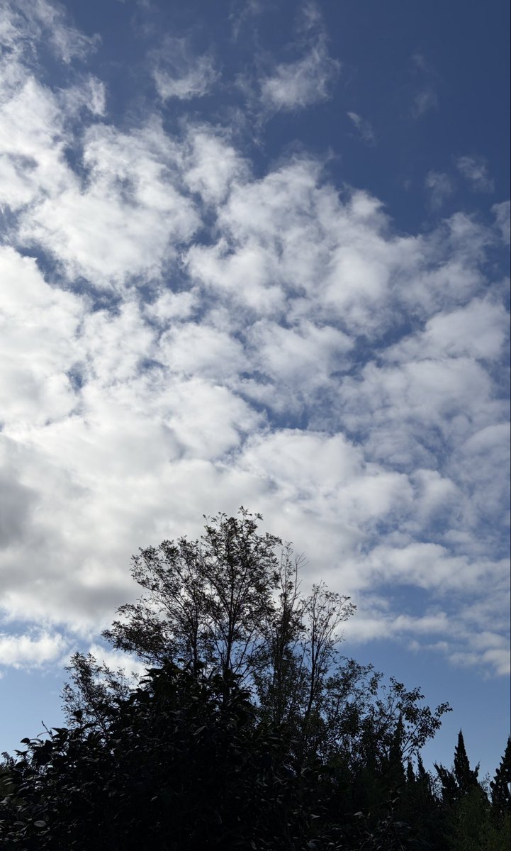 chatora32915830's tweet photo. おはようございます🍂😊

今日から10月スタート✨
天気は☀️🌩️
最高気温25℃

朝から天気☀️だと良いですね♪

10月になりましたが原坊の朝顔
今朝も咲いています💠☺️

今月もよろしくお願いします🙇
#原坊の朝顔 
#イマソラ 
#サザンへ愛を叫ぶ会 https://t.co/PZqnVIpw6w