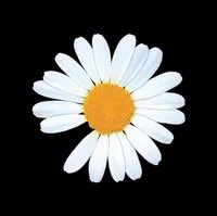 DC_BIGBANG_VIP's tweet photo. 📌 오늘은 피스마이너스원 창립 10주년입니다 ✨

🌼 PEACEMINUSONE 10th Anniversary

• PEACEMINUSONE은 '평화(Peace)는 유토피아적인 세계와 결핍(Minus)된 현실 세계를 잇는 이상과 현실의 교차점(One)'이라는 의미로 이름이 만들어졌다.

• 다른 로고인 데이지 꽃은 8시 방향의 꽃잎 하나가 없다. 이것은 평화를 상징하는 데이지 꽃의 이파리 하나가 없다는 의미, 즉 평화 빼기 하나 (PEACE MINUS ONE)를 뜻한다.

#GDRAGON #피스마이너스원 
#PEACEMINUSONE #PMO