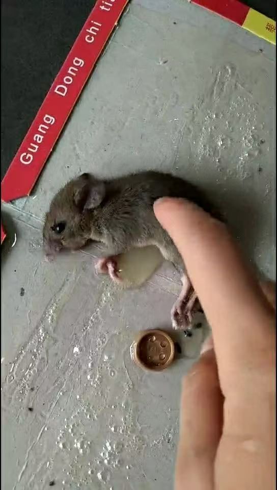 p_kovarz_361's tweet photo. What the egg-shaped thing on this fast-soil plant Wait, that’s a pregnant rat with soil on its fur, looking so upset today! https://t.co/tf1wNoYrFe