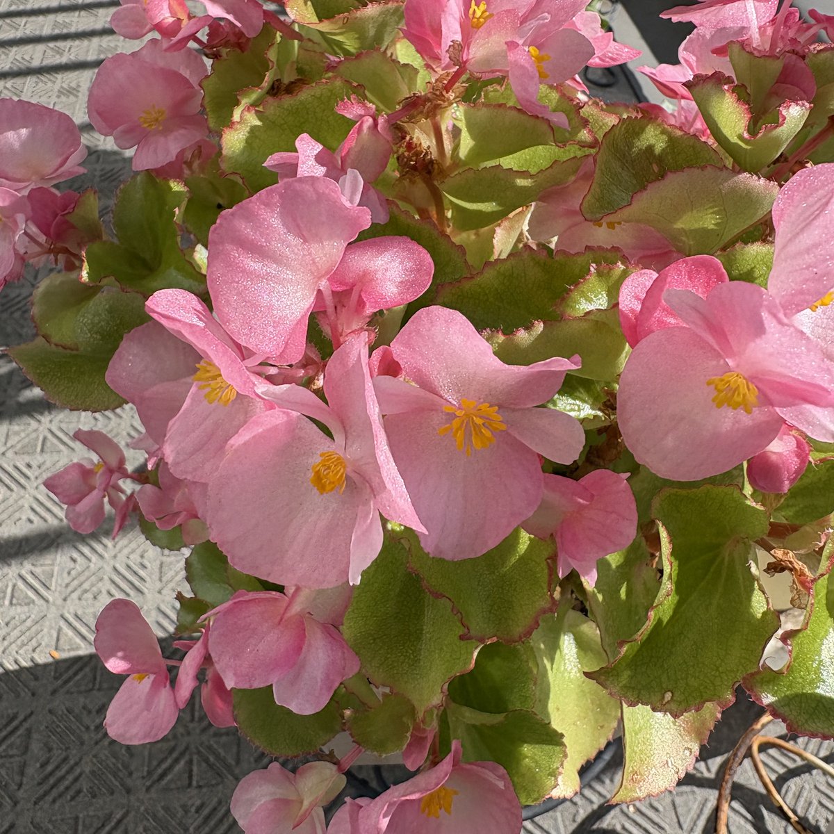 kirinbeer's tweet photo. 越夏したベゴニアちゃんに液体肥料あげたら花がモリモリになってます・・挿し木してみるかな？ https://t.co/S6LY26bceF