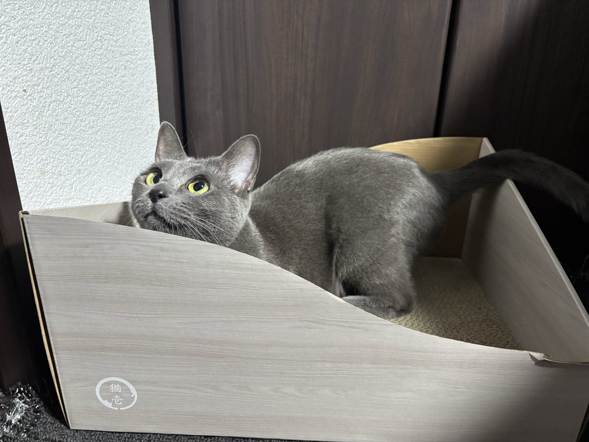 neko_ha_suumono's tweet photo. げぼくのあほめ、見つかってないニャン！

とおっしゃってますねこの顔は。 https://t.co/bsyiyfSnNb
