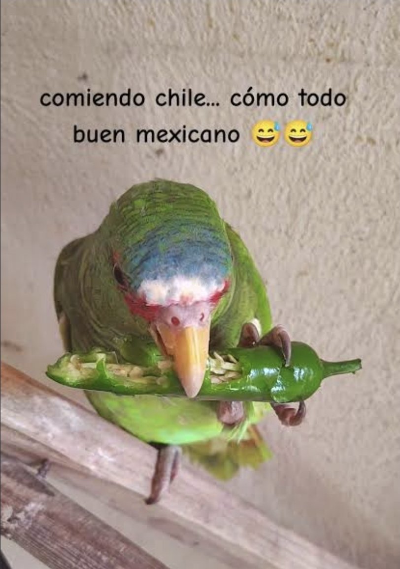 _bri_0123's tweet photo. Sabías que... Los pájaros no se enchilan ya que estos no tienen los receptores que les permiten captar la capsaicina (el picante 🌶️)
#chile #picante #pajaros https://t.co/haZdcB8OAu