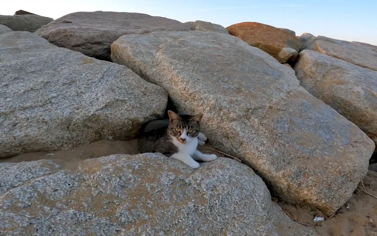 BugyeHyeji's tweet photo. A tiny wild cat with torn paws from rock scratches, showing its fierce side—this isn’t a troublemaker but a survivor who won’t be caged or tamed. https://t.co/VHwJJZokXb