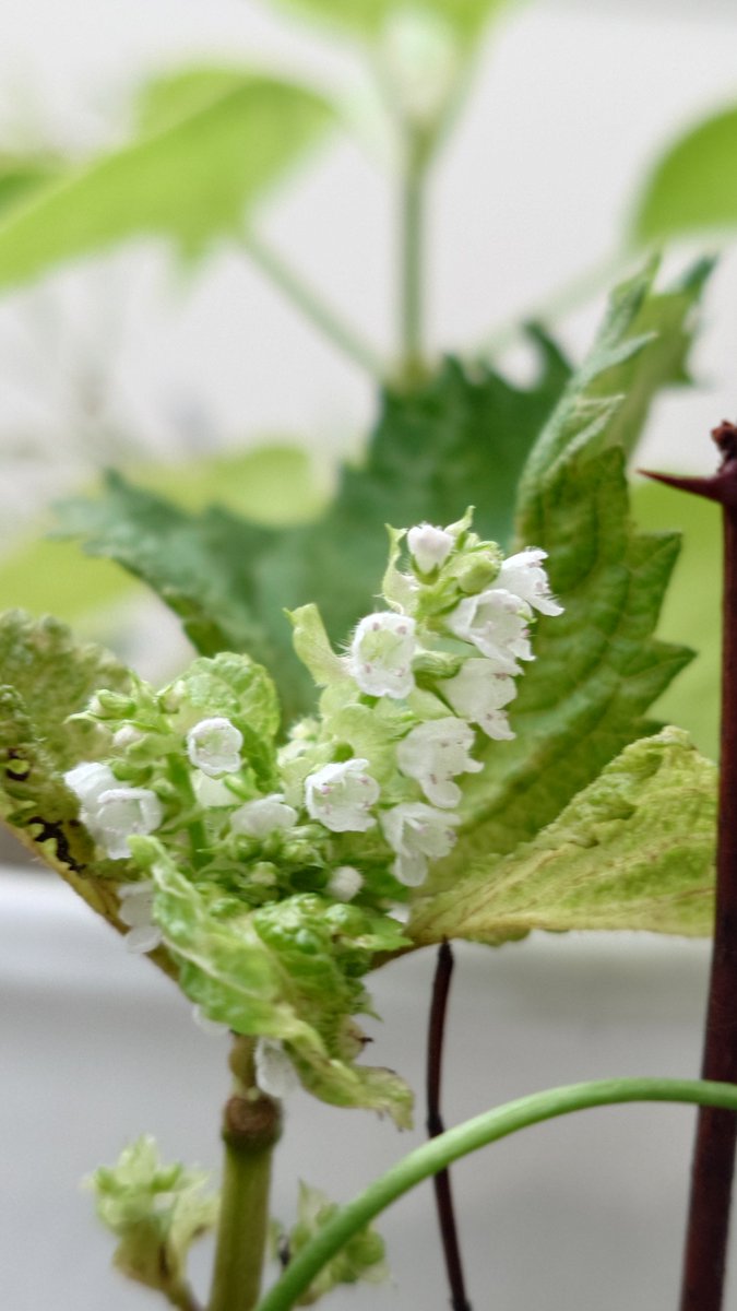 NOKIvn's tweet photo. 道端からもらってきた大葉、水につけて根を生やして、土に植えて、食べるのを楽しみにしてたのに、なんかすっごいきれいに満開… https://t.co/mJcvTnmFwZ