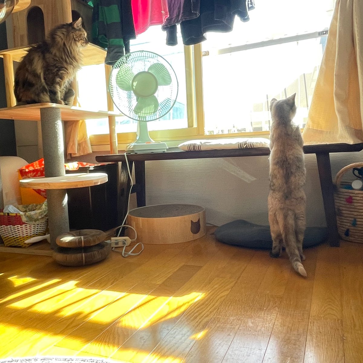birisuke's tweet photo. おはよう
お日様だぁ！ https://t.co/dcT3lku13E
