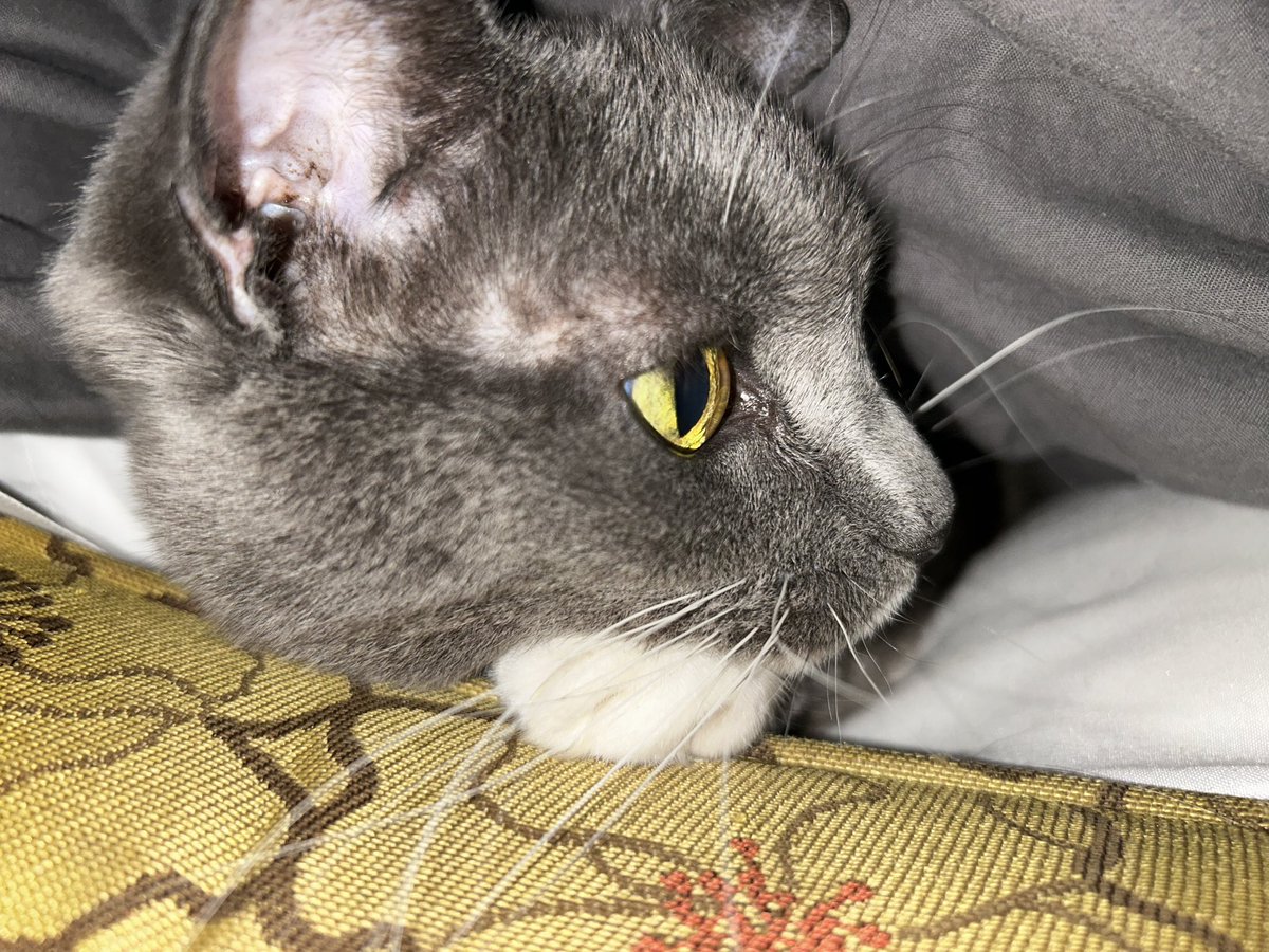 becl4ssic's tweet photo. chronically ill indigenous trans man and his cat needs help with bills + staying inside as he job searches.

$373.53 room every mon
$136 storage 8th
$67.21 car insurance 11th
$26 phone 26th

CA: https://t.co/rN0Ixu9Plb
VM: https://t.co/1sf4edvPc2
KO-FI: https://t.co/njpVzheTeu https://t.co/ruqUUXZ0cb