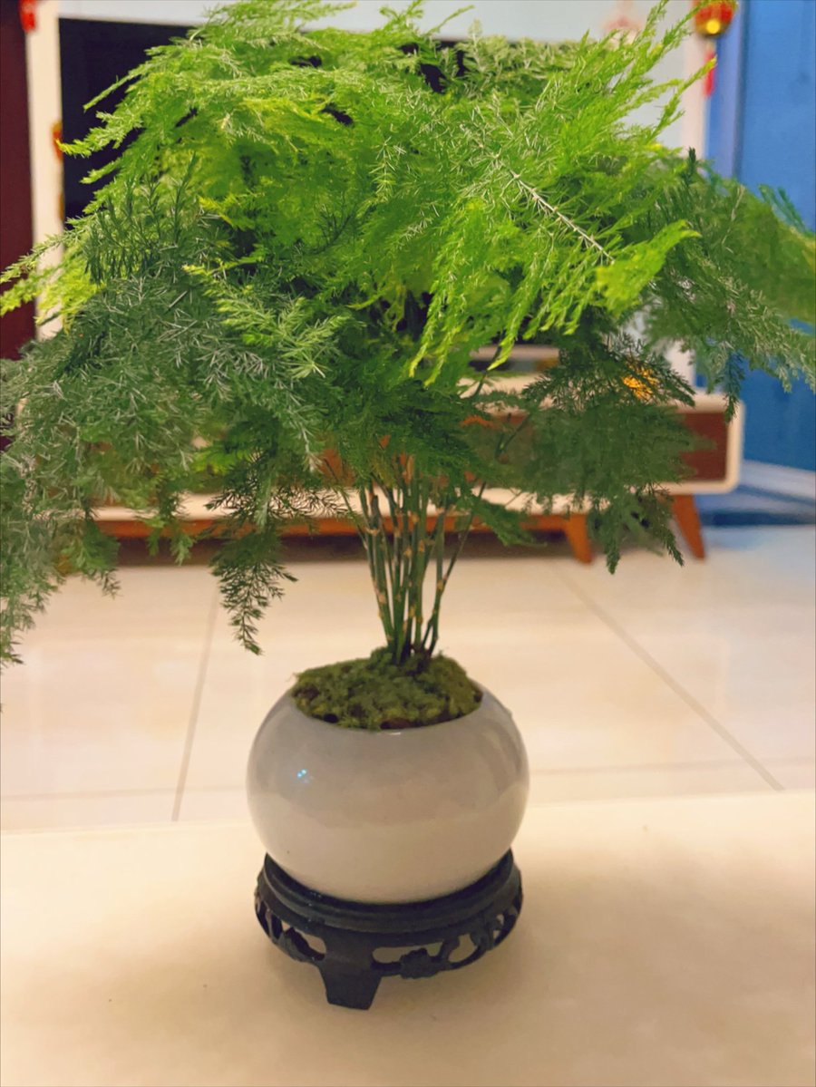 mark_vaut837's tweet photo. Planted cunningly beside the vase in the quiet corner, the little green plant adds warm life to the soft space. https://t.co/MkMrw1wvdB