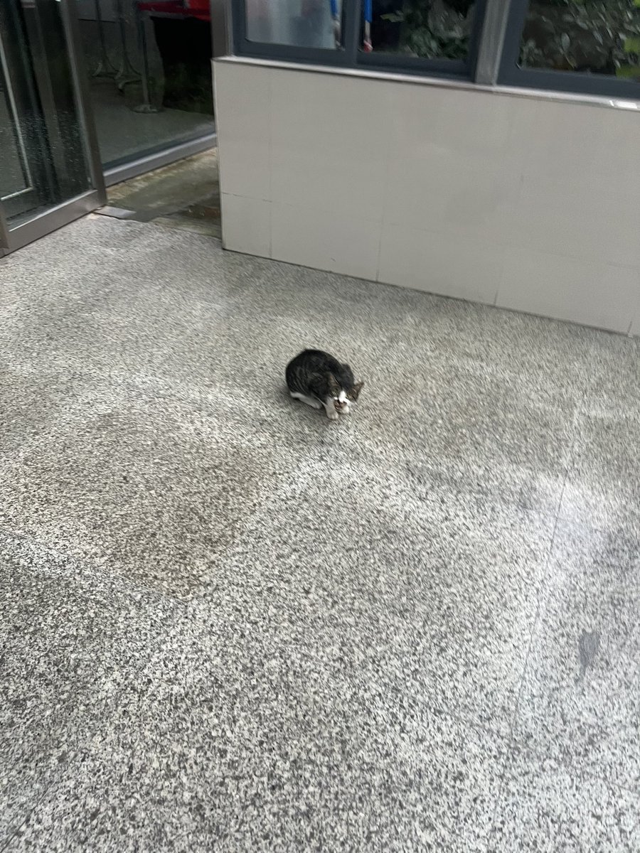 Yuiizzzo's tweet photo. 高铁站特别多的猫猫（？） https://t.co/jcd5bztThb