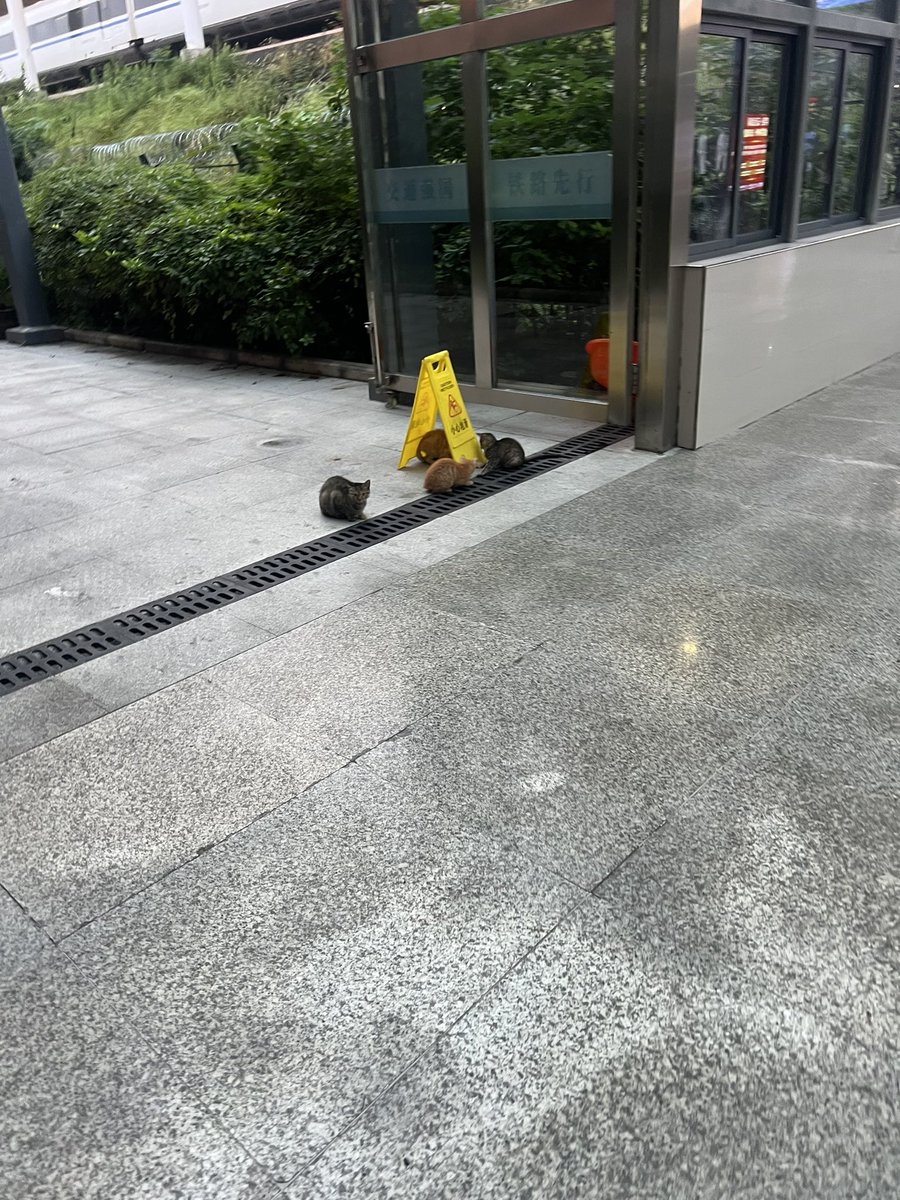 Yuiizzzo's tweet photo. 高铁站特别多的猫猫（？） https://t.co/jcd5bztThb