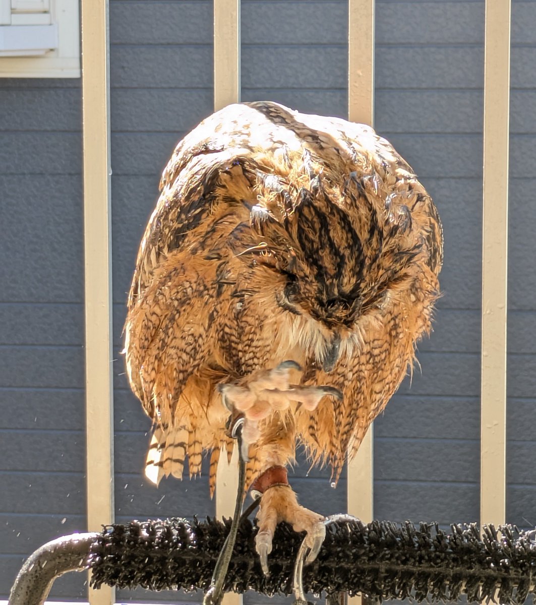 NORIKO_Rye's tweet photo. ライちゃん🦉💞(Rye🦉🏖️)
久しぶりの⋯光合成でしゅ〜🦉🌞 https://t.co/rbTTBF40oe
