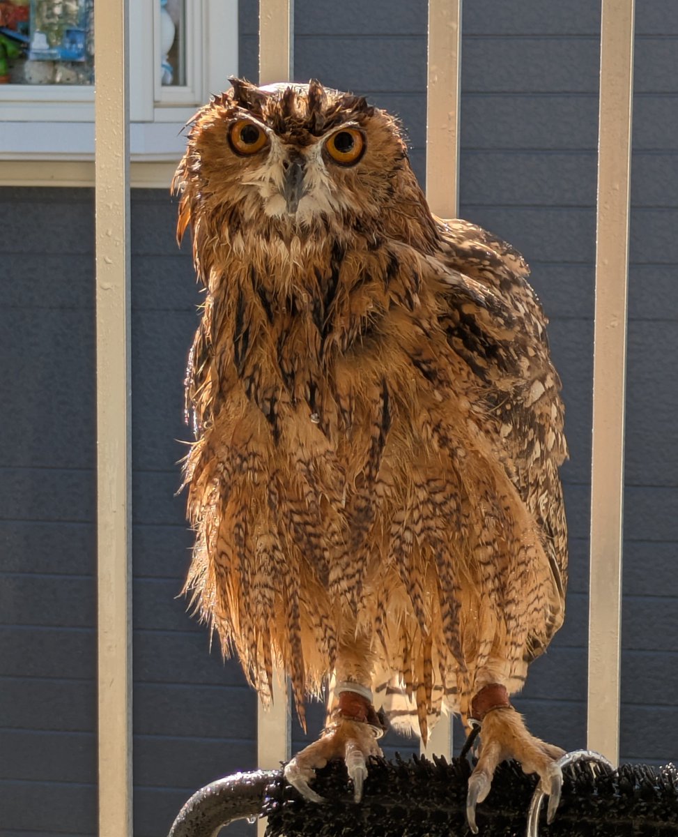 NORIKO_Rye's tweet photo. ライちゃん🦉💞(Rye🦉🏖️)
久しぶりの⋯光合成でしゅ〜🦉🌞 https://t.co/rbTTBF40oe