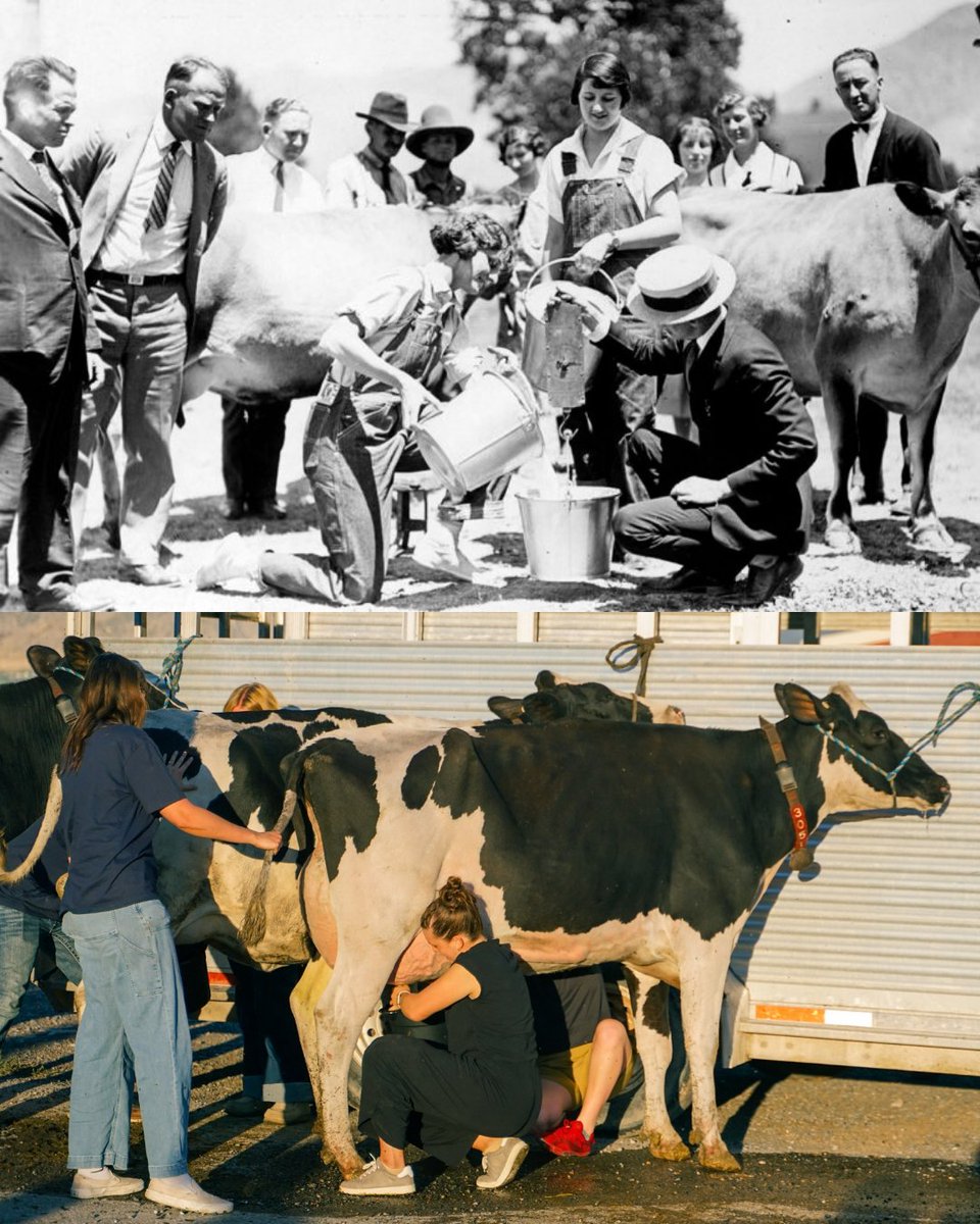 USUAggies's tweet photo. USU has always been an ag school! During QANR Week, students come out for the cow milking competition to show us how it's done.

#usuaggies #utahstate #loganutah https://t.co/PY040NYMVV