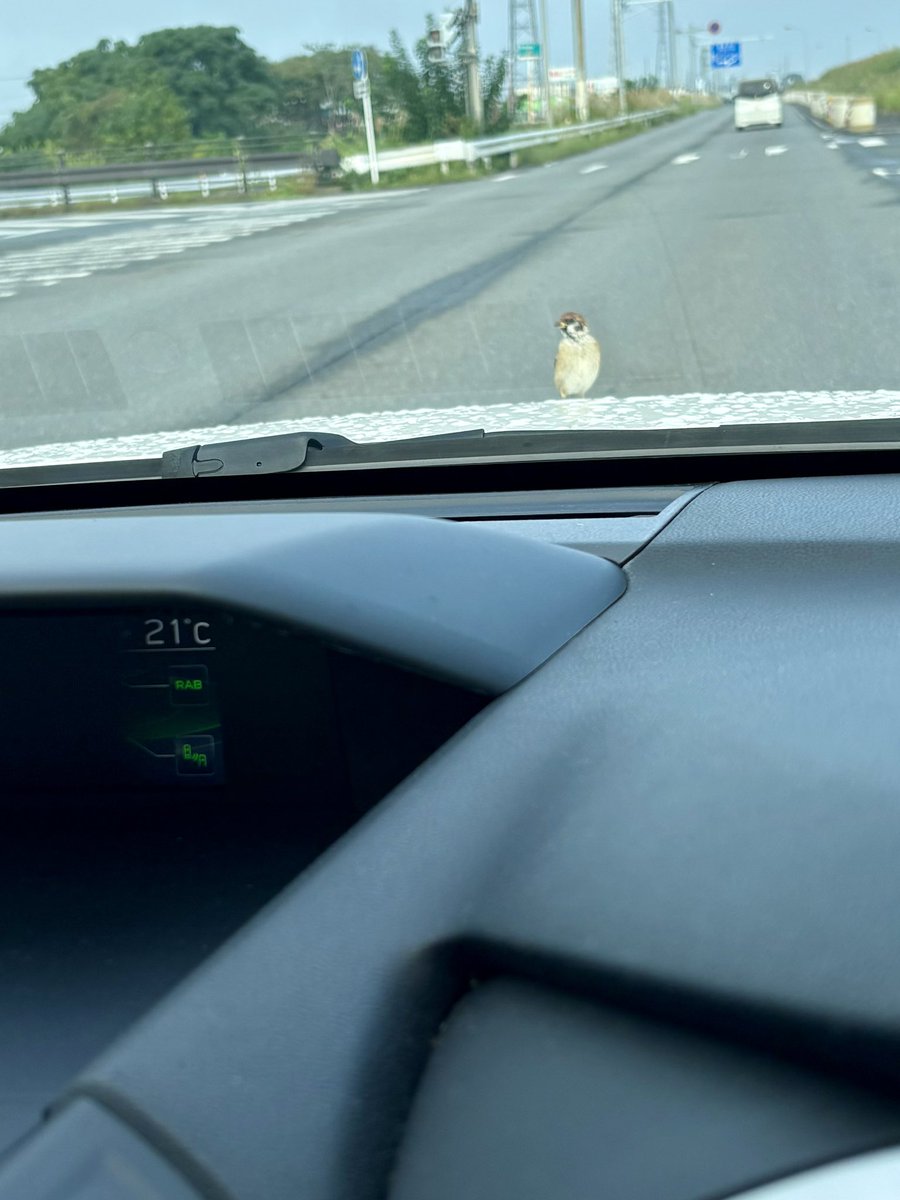 mugihiko's tweet photo. 出勤途中の信号待ちで、車のボンネットにスズメがとまった。
かーわーいーいーーー！！！ https://t.co/zJt21CFhFW