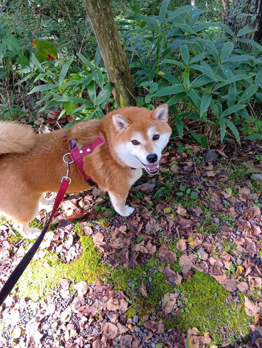 thinkingshiba2's tweet photo. やっと晴れました！
#柴犬を崇めよ 　#柴犬 https://t.co/UwoIUf7Pmj