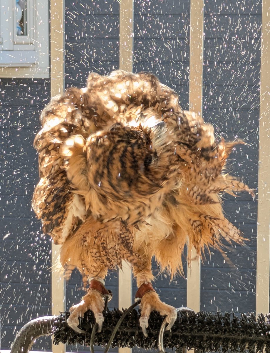 NORIKO_Rye's tweet photo. ライちゃん🦉💞(Rye🦉🏖️)
久しぶりの⋯光合成でしゅ〜🦉🌞 https://t.co/rbTTBF40oe