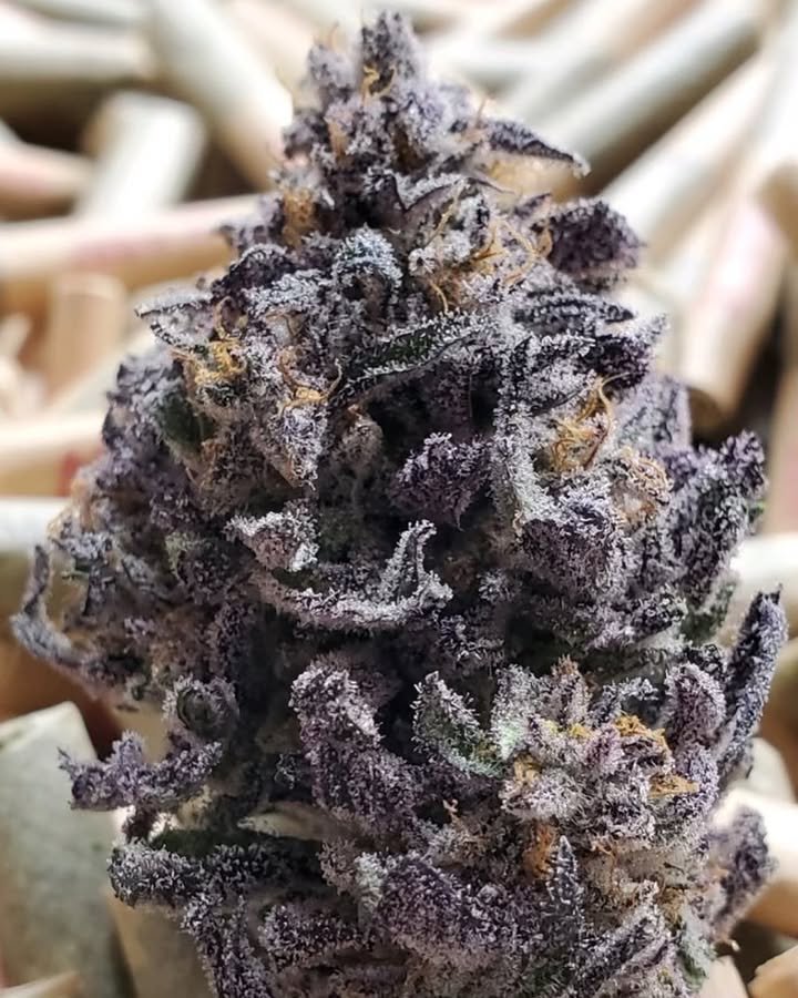 BelushiFarmOR's tweet photo. Strain Spotlight! 

Black Diamond is an Indica-dominated hybrid (80% Indica and 20% Sativa), resulting from crossing Blackberry and Diamond OG. 🖤💎 Translation - Purple Purple https://t.co/Qx2Rf9lo9W
