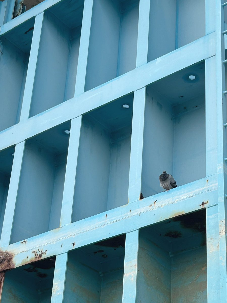 MintbeachPengin's tweet photo. 🩵🩵🩵🐦🩵🩵🩵

#鳩 https://t.co/mQygg55Ist