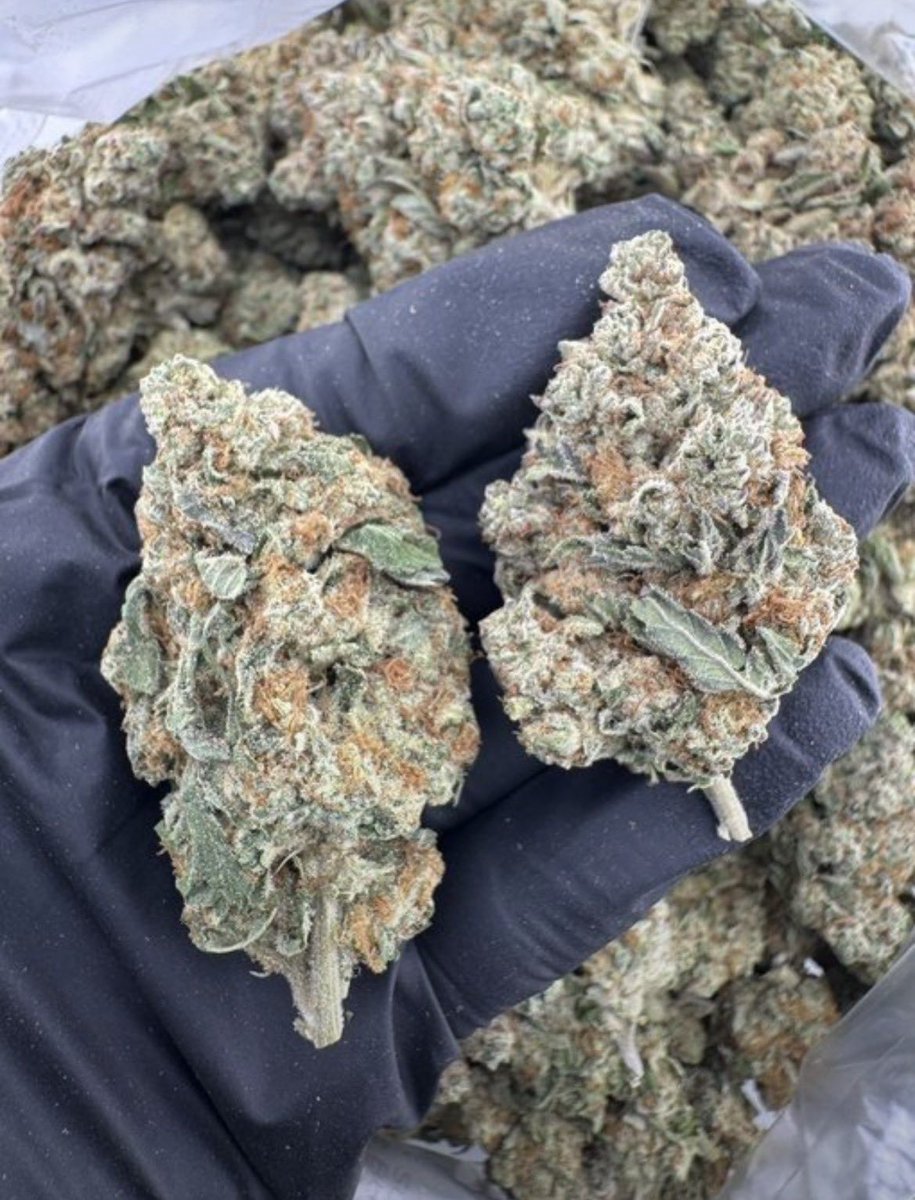 Darius_buds420's tweet photo. Pinnacle deps
$700p

AVAILABLE IN BIT N BULK 📦
☎️ORDER ON WHATSAPP 
+1 (518)932-6815

#weed #plugs #zaza #weedstore #drugstm #drug https://t.co/RaJukdk7Fv