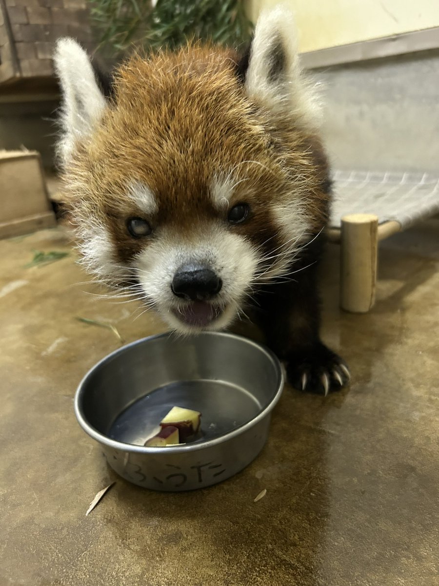 ChibaZoo's tweet photo. 本日は雨による展示場のコンディション不良のため、午前中の風太の展示はお休みします。午後も気温上昇により、そのまま展示できない場合もありますのでご了承ください。今日から10月！食欲の秋で少し太った風太です🍠（飼1）
#千葉市動物公園
#レッサーパンダ
#風太 https://t.co/EMXprAD7Dy