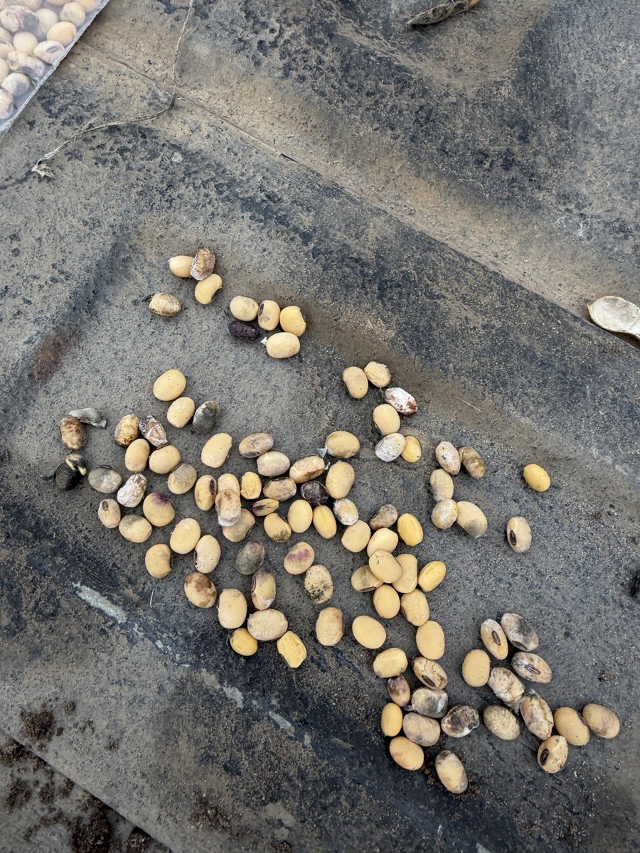 254farmer's tweet photo. @Midwestcornking Northeast Nebraska https://t.co/4BSxzG7een