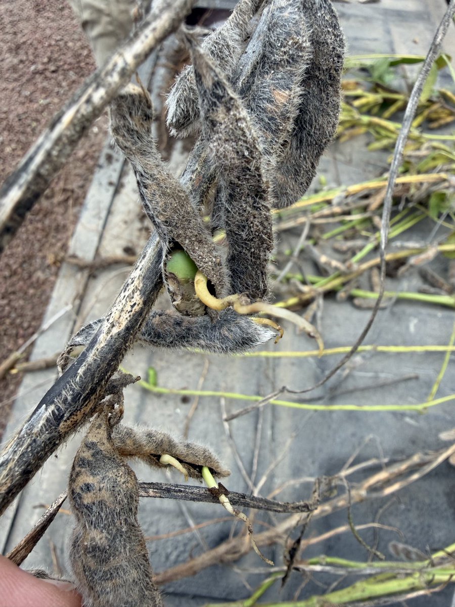 254farmer's tweet photo. @Midwestcornking Northeast Nebraska https://t.co/4BSxzG7een